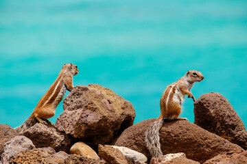 Chipmunks sit  on rocks with the ocean on the background on the Canary Island Fuerteventura.