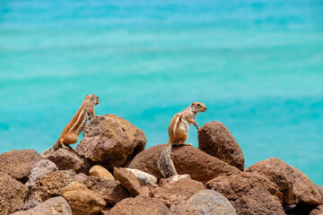 Chipmunks sit on rocks with the ocean on the background on the Canary Island Fuerteventura.
