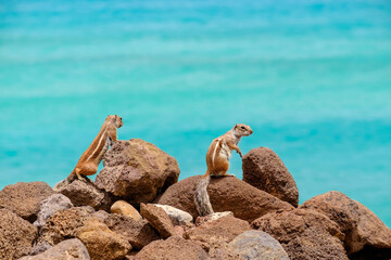 Chipmunks sit on rocks with the ocean on the background on the Canary Island Fuerteventura.