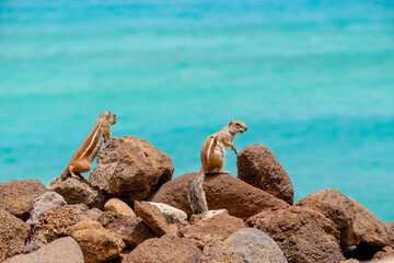 Chipmunks sit on rocks with the ocean on the background on the Canary Island Fuerteventura.