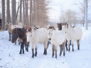 どさんこの群れ