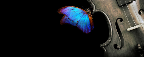 beautiful blue morpho butterfly on violin. music concept. copy space