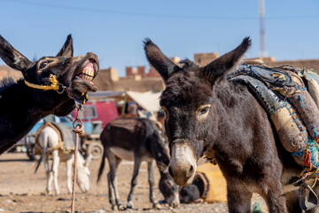 Mules Are Corralled In The Town Of Rissani, Morocco, Africa
