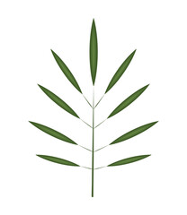 branch leaves foliage