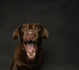 chocolate labrador retriever with mouth open catching treat