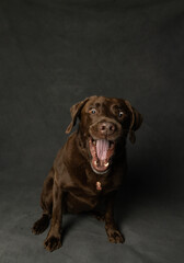 Funny chocolate lab dog catching a treat, isolated on grey background