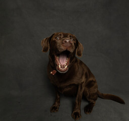 Fototapeta premium chocolate labrador retriever catching treat thrown in the air