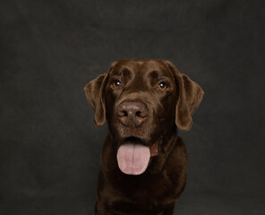 chocolate labrador dog with tongue out