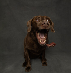 chocolate labrador retriever catching treat that is being tossed in the air, isolated on grey background