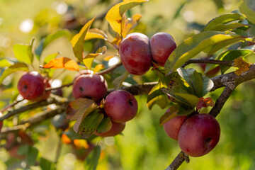 red apples on a branch with green leaves