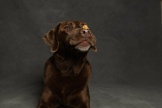 Funny chocolate labrador dog looking at peanut butter on its nose, isolated on grey background