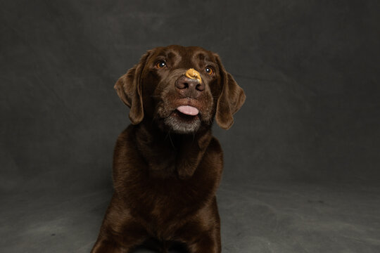 Funny chocolate labrador dog looking at peanut butter on its nose, isolated on grey background