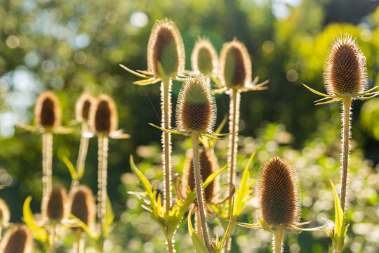 Dried teasels on the field in the backlight