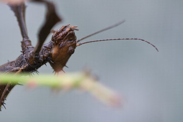 head of a praying mantis, lurking on a branch
