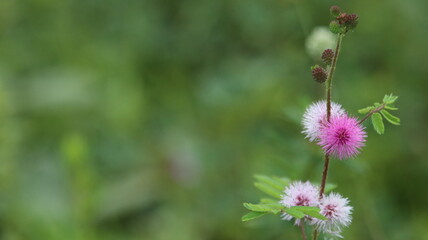 Flor delicada 01