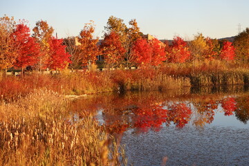 Red And Orange Leaves Reflecting On The Pond During Autumn In Massachusetts