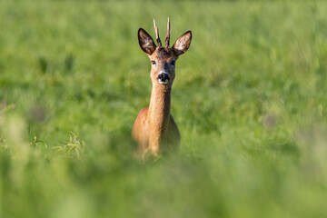 Koziołek