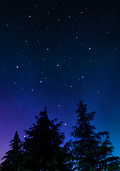 Fototapeta premium モミの木と星空、雄大な自然の景色