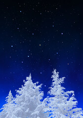 霧氷に包まれるモミの木、澄んだ冬の星空