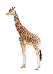 Beautiful Rothschild's giraffe on white background. Exotic animal