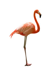 Beautiful flamingo on white background. Wading bird