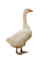 Naklejka premium Beautiful goose on white background. Domestic animal