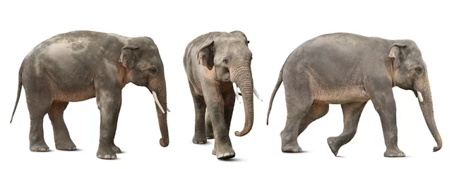 Zelfklevend Fotobehang Grote olifanten op witte achtergrond, collage. Exotisch dier © New Africa