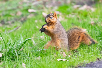 A Squirrel on the look out
