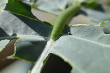 Eaten leaf of broccoli by Cabbage white butterfly larva, caterpillar pest. Pieris rapae larva. Brassica plant pest. 