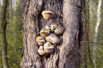 tree trunk overgrown with fungus, Tree bark