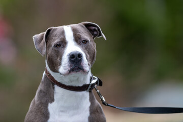 A male grey colored Pitbull or Blue Nose Pitbull dog with a black collar sitting on a trail. The muscular purebred dog is sitting and looking forward attentively.  A green forest is in the background.