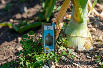 Raw white onions with long thick green stalks growing in rich soil.  The marker next to the onion...