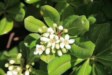 「トベラ」の小さく白い花