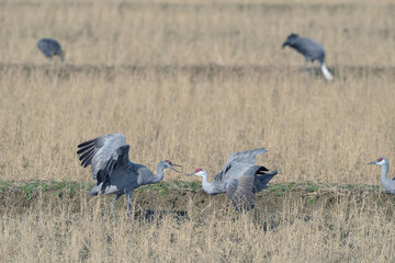 争うカナダヅル（鹿児島県・出水市）
