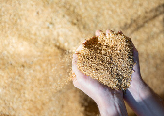 Closeup of handful of soybean hulls in male hands. Concept of organic supplement in production of...