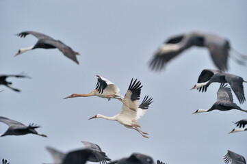 ソデグロヅルの飛翔（鹿児島県・出水市）
