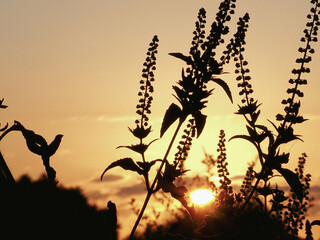 silhouette against sunset