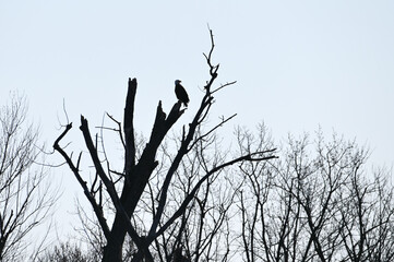 Bald Eagle in Leafless Tree