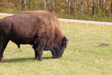 american bison grazing, Elk Island National Park, Alberta