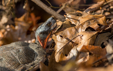 Massachusetts wood turtle basking along a riverbank