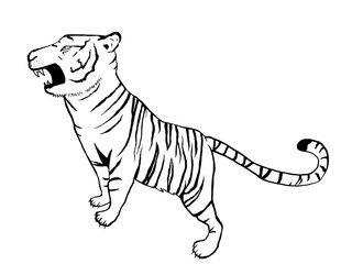 吠える虎のイラスト素材（白黒）