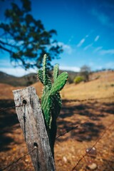 cactus in the desert