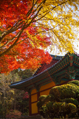 Autumn temple with red maple leaves and ginkgo leaves