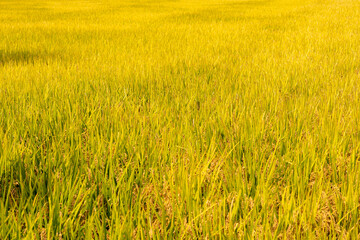 golden wheat field