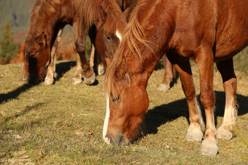 Naklejka na ściany i meble Brown horses grazing outdoors on sunny day. Beautiful pets