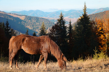 Brown horse grazing in mountains on sunny day. Beautiful pet