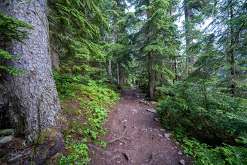 Trail to Avalanche Lake in Glacier National Park through the forest