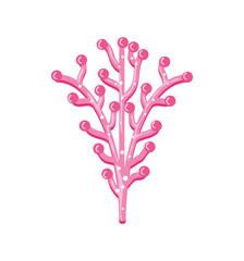 pink coral sea