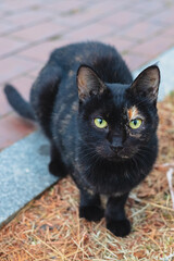 귀여운 검은 고양이의 눈