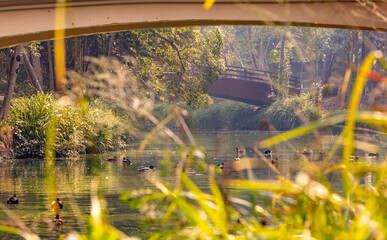 Look into the Park
